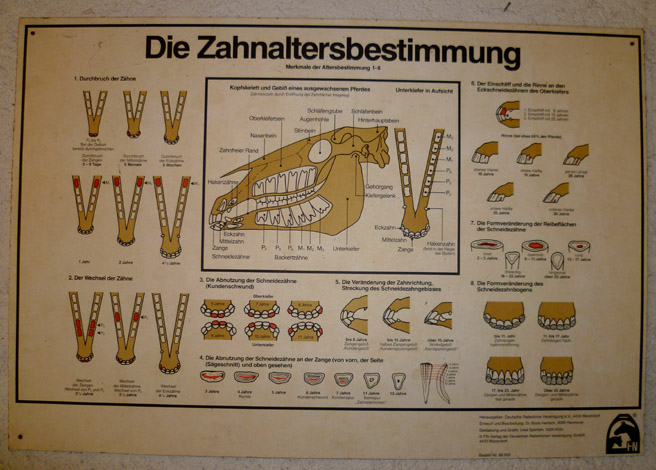 Zahnalterbestimmung